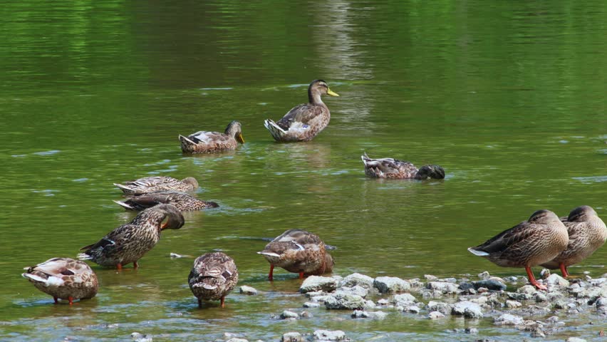 Several ducks swimming and foraging in the calm waters of the Rock River in Watertown, Wisconsin, near a rocky bank with lush green forest foliage in the background during daytime.