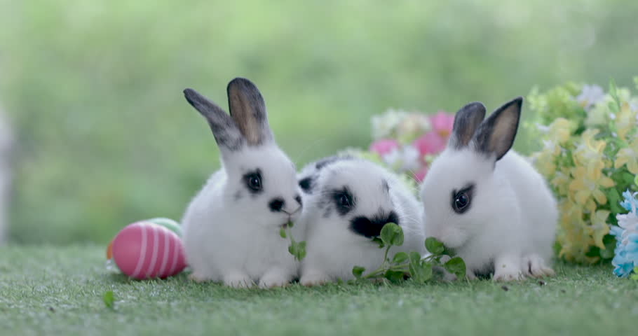 Lovely bunny easter fluffy baby rabbit eating green grass with a basket full of colorful easter eggs on green garden nature background on warmimg day. Symbol of easter day festival. Happy easter day.