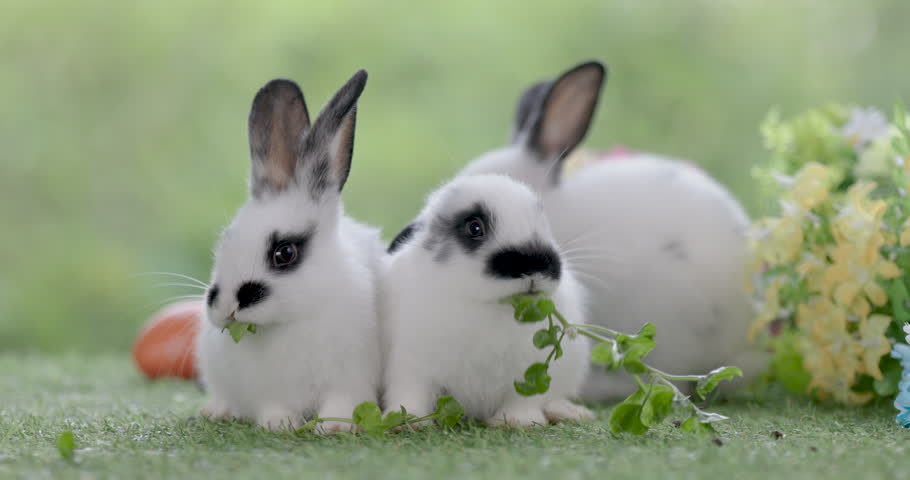 Lovely bunny easter fluffy baby rabbit eating green grass with a basket full of colorful easter eggs on green garden nature background on warmimg day. Symbol of easter day festival. Happy easter day.