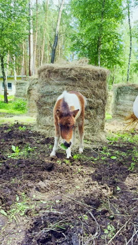 Two horses spend time together in an outdoor area surrounded by trees. A small colt looks at the ground while a larger horse watches. They are near a haystack in the forest.
