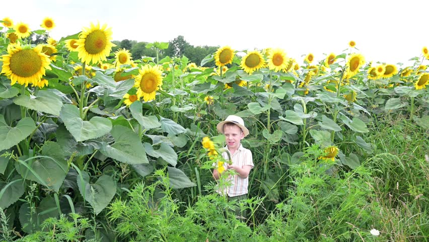 Cute little blond boy in a straw hat holding a sunflower and exploring a blooming sunflower field on a sunny summer day, a happy carefree moment of childhood in nature