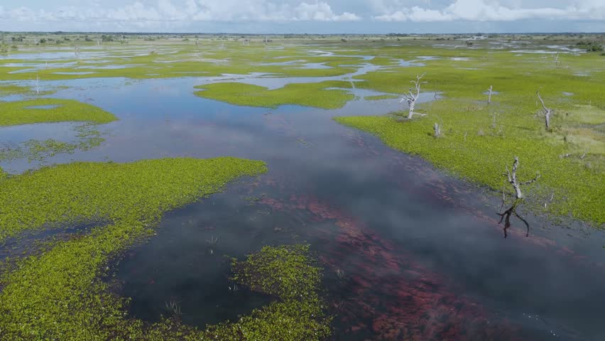 Wetland Marsh Area Showing Waterlogged Green Vegetation And Small Ponds
