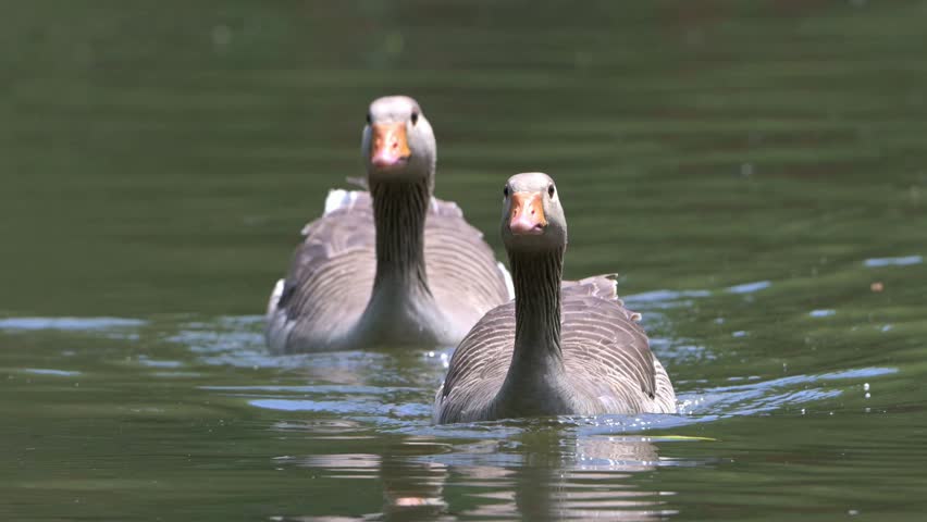 Greylag goose (Anser anser) family, two adults with young goslings, swimming towards the camera. June, Kent, UK [Half speed]