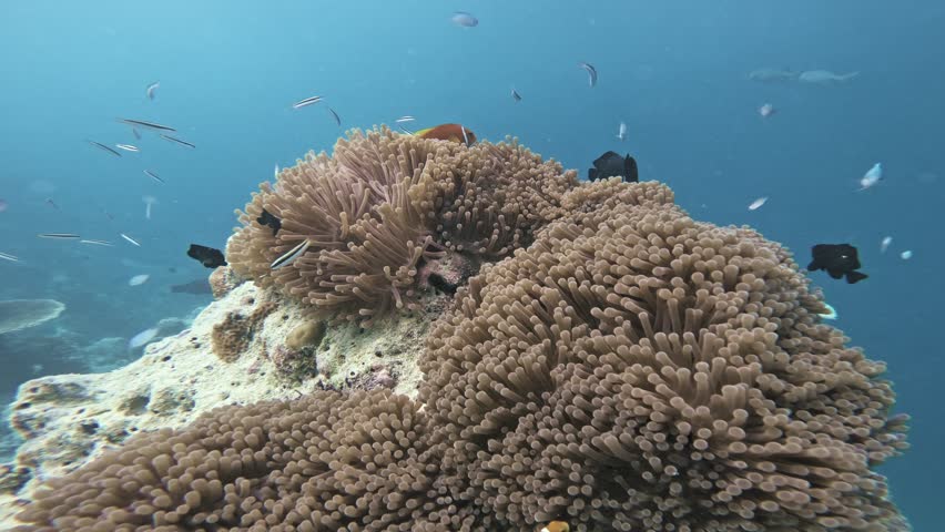 Maldives anemonefish swim among dense sea anemone tentacles as colorful reef fish cross the blue water above a tropical coral reef in the Indian Ocean.