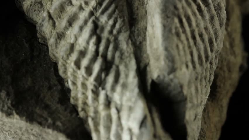 Close-up fossil of a Permian brachiopod showcasing ancient marine life, paleontology, geology, evolution, and prehistoric Earth history.