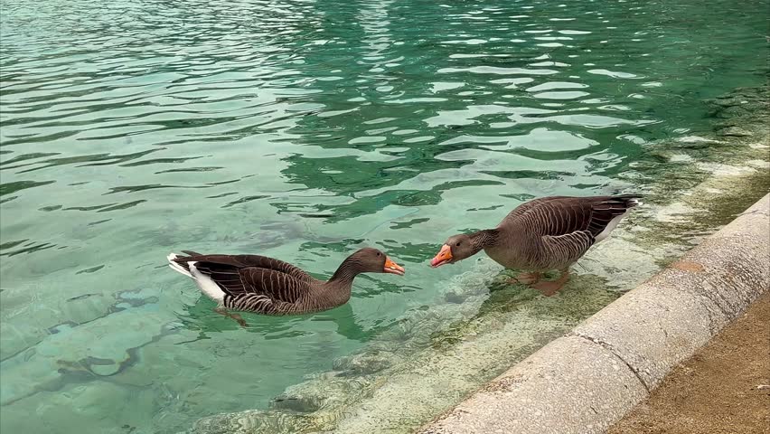 pair of grey geese swimming in clear turquoise water by stone edge of pond