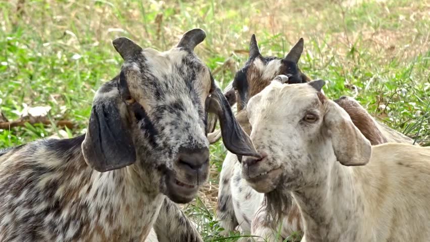 This short video features three goats with unique coat patterns and colors, resting peacefully on the green grass beneath the shade of trees. The goat in the front left displays a contrasting black-and-white spotted pattern and long, drooping ears, while the goat on the right is lighter in color with soft brownish markings. The surrounding atmosphere appears entirely natural, peaceful, and soothing, capturing a daily moment in the lives of these farm animals within a lush, cool rural setting.