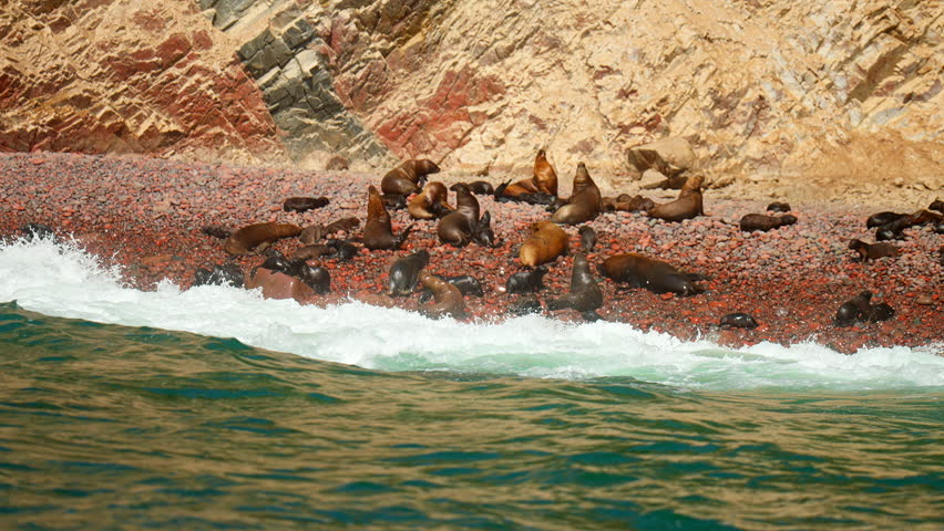 South American sea lion colony resting along the rocky shoreline of the Ballestas Islands, Paracas, Peru, with waves breaking against the coast, slow motion aerial view