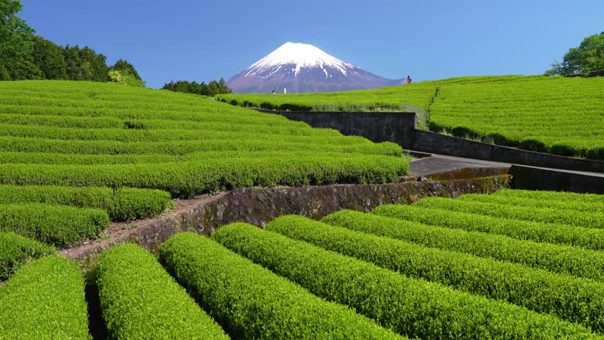 Snow-capped Mount Fuji and lush green tea plantations at Obuchi Sasaba in Fuji City, Shizuoka Prefecture, Japan. Beautiful early summer landscape.