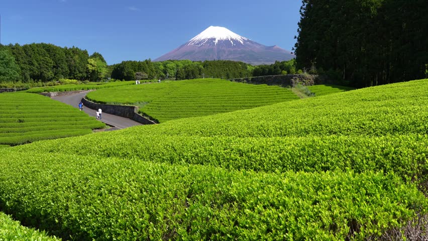 Snow-capped Mount Fuji and lush green tea plantations at Obuchi Sasaba in Fuji City, Shizuoka Prefecture, Japan. Beautiful early summer landscape.