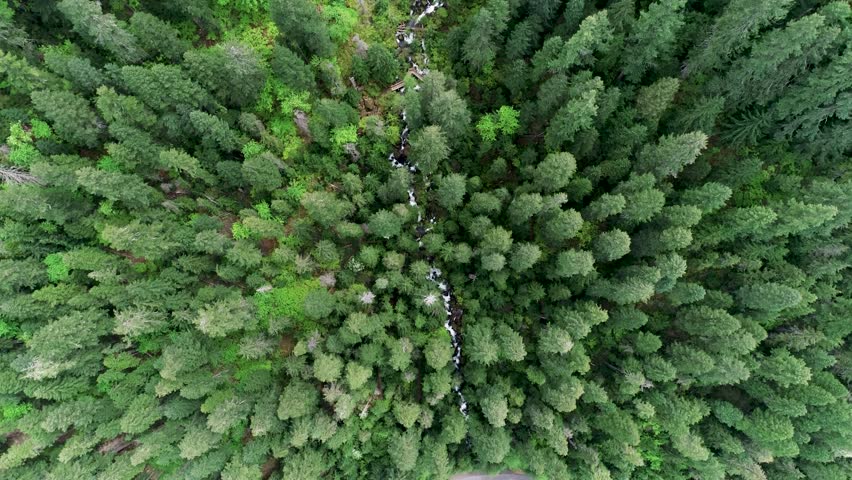 Cinematic nadir drone shot tracks over a mossy forest creek, then tilts up to reveal towering Watson Falls amid lush alpine woodland in Douglas County, Oregon.