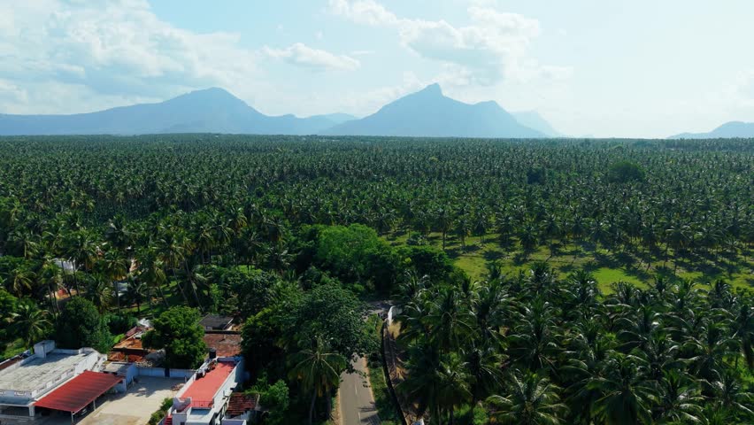 Aerial drone view of Pollachi, Tamil Nadu, India, showing dense coconut palm plantations, rural village houses, a countryside road, and Western Ghats mountains in the misty background.
