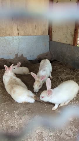 Group of white albino rabbits sitting and moving in a wire mesh cage