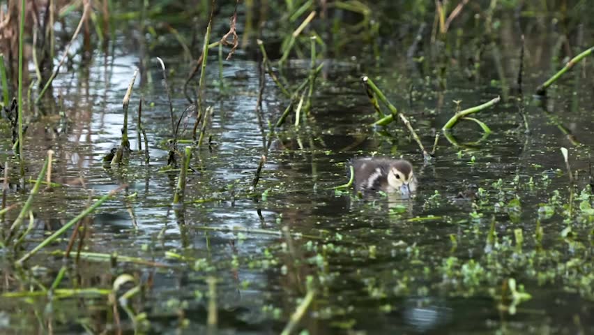Muscovy Duck Chick Cairina swimming in the lake.