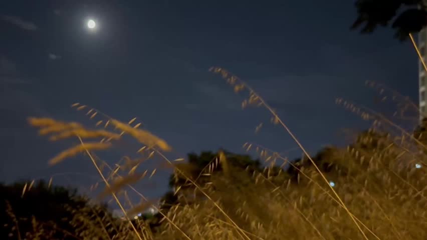 yellow grasses and trees in the moonlight at night