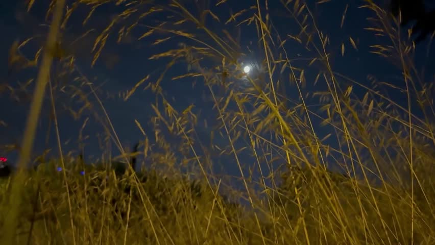 yellow grasses and trees in the moonlight at night