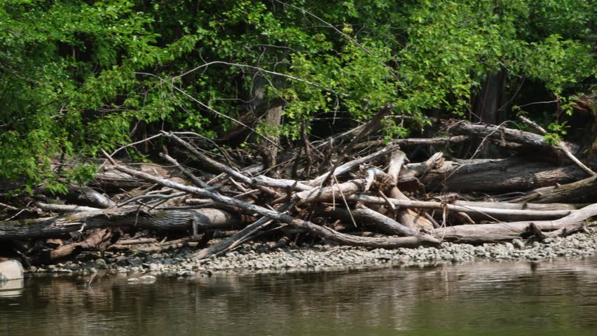 Panning video along the Rock River in Watertown, Wisconsin. A rocky bank is covered with large fallen dead tree trunks and driftwood, backed by a lush green forest during daytime.