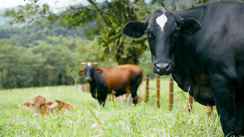 A black cow looks forward with other cattle on green grass.