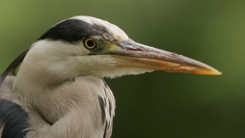 A close-up portrait of a grey heron with a sharp beak.