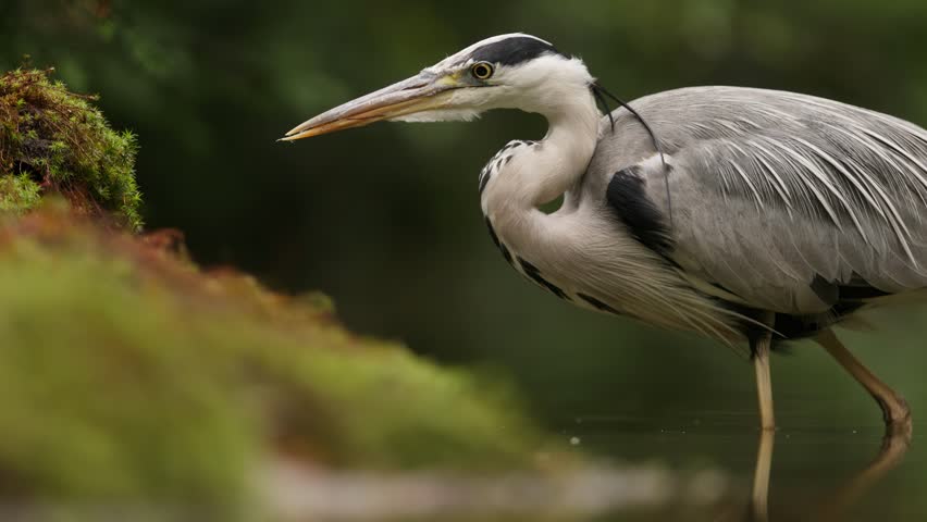 A grey heron stands gracefully in shallow water near moss.