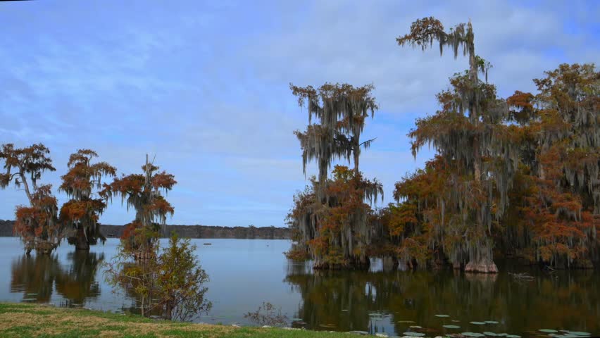 Landscape featuring bald cypress trees (Taxodium distichum) draped with Spanish moss (Tillandsia usneoides) in a Louisiana swamp. During autumn, the foliage displays brilliant seasonal colors, creating a spectacular natural display across these freshwater wetlands.