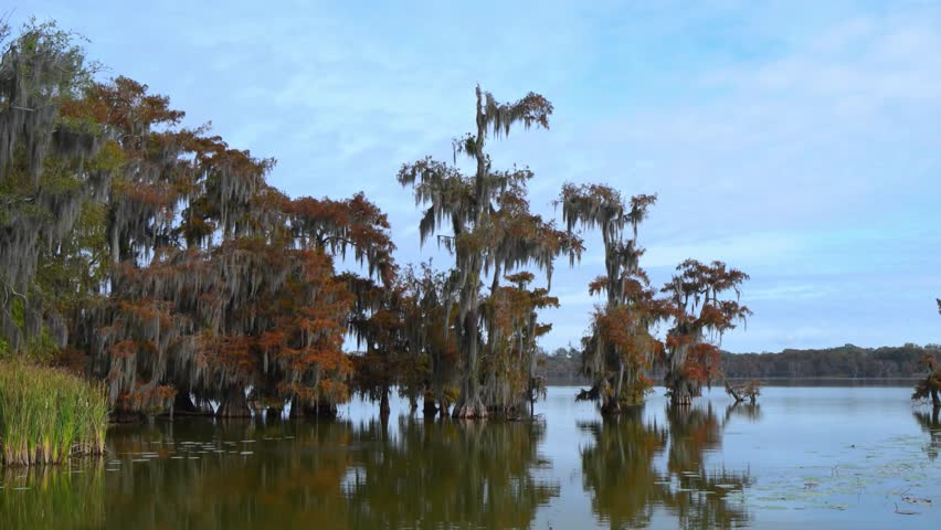 Landscape featuring bald cypress trees (Taxodium distichum) draped with Spanish moss (Tillandsia usneoides) in a Louisiana swamp. During autumn, the foliage displays brilliant seasonal colors, creating a spectacular natural display across these freshwater wetlands.