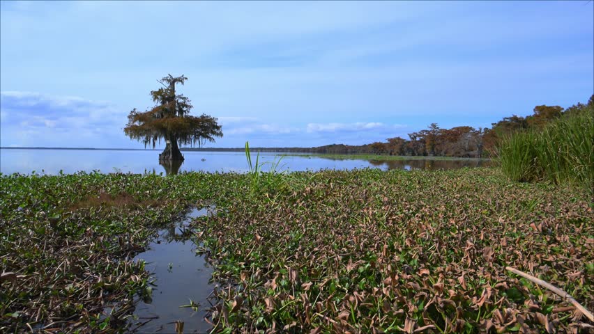 Louisiana, USA: a wetland landscape with bald cypress trees (Taxodium distichum) standing in shallow water, characteristic of the bayous and swamplands of Louisiana. The water surface is densely covered with water hyacinth (Eichhornia crassipes), an invasive aquatic plant commonly found in these wetland ecosystems. Similar scenes are characteristic of areas such as Henderson Lake in Louisiana.