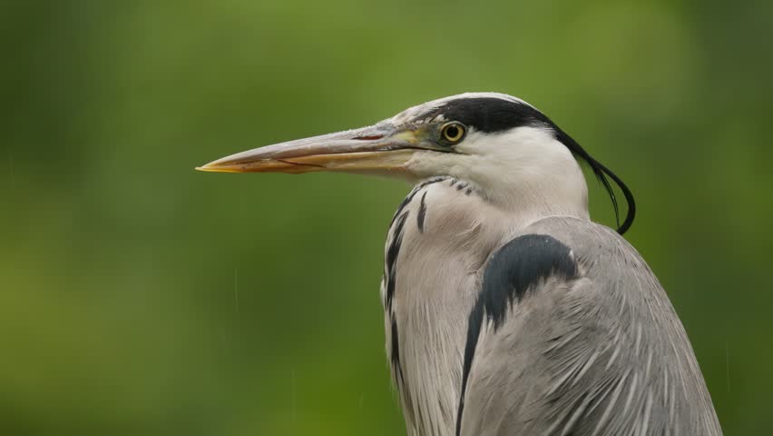 A close-up portrait of a grey heron with a sharp beak.