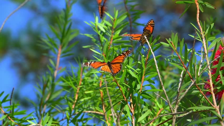 A Monarch butterfly (Danaus plexippus). Butterflies collecting nectar from red flowers. Alabama, Mobile Bay