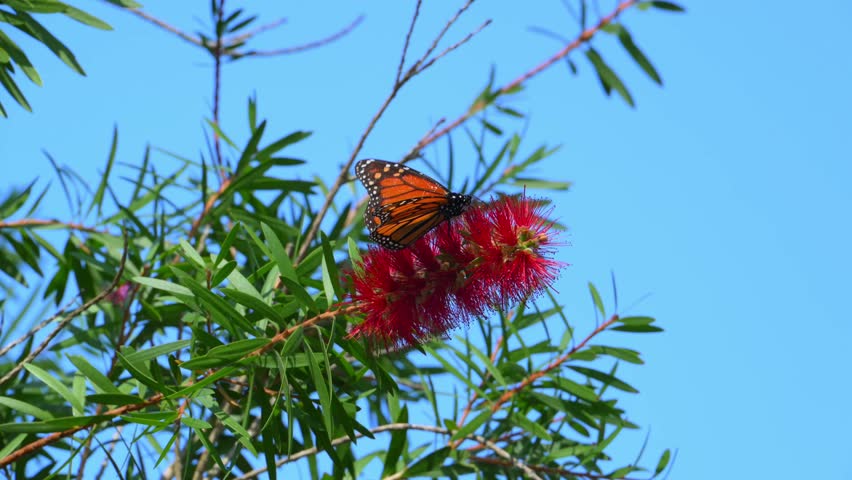 A Monarch butterfly (Danaus plexippus). Butterflies collecting nectar from red flowers. Alabama, Mobile Bay