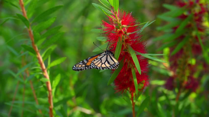 A Monarch butterfly (Danaus plexippus). Butterflies collecting nectar from red flowers. Alabama, Mobile Bay