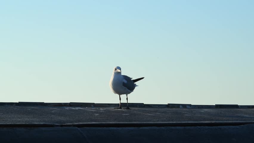 Alabama, USA — view from a ferry featuring laughing gulls (Leucophaeus atricilla). These gulls are characterized by a distinctive gray back, white underparts, and dark head, which are typical features of their breeding plumage.