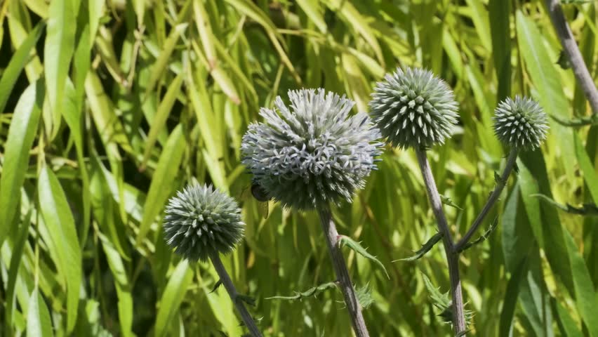 Round flowers with spiky tops stand among green plants in a sunny field. The camera captures their details as they sway gently in the breeze during summer.