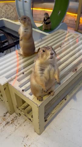 Prairie dogs standing upright and eagerly waiting for food at an animal café, adorable wildlife behavior, vertical video.