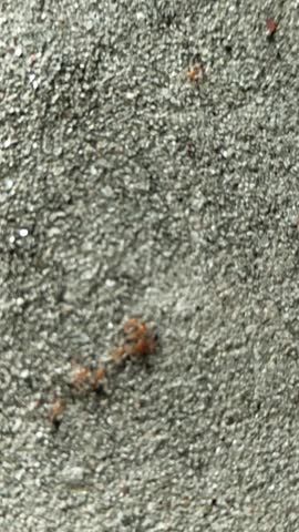 A line of small red and brown ants marching together in an organized trail across a textured concrete or stone ground surface.