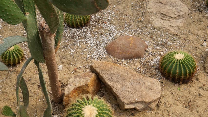 Barrel cactus and succulent plants