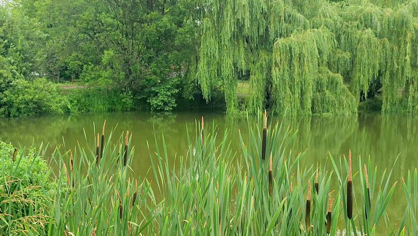 Reeds growing in peaceful lake water near willow tree. Scenic waterfront landscape with cattail, tall grass and lush green forest foliage in quiet summer park.