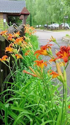 Orange daylily flowers blooming near a rustic wooden fence in a garden. Nature scenery with lush green foliage and park path. Floral landscape design concept.