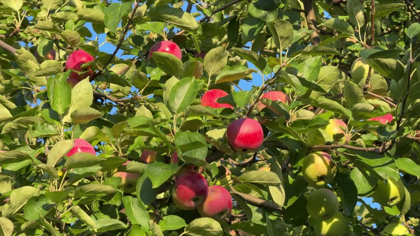 Apples fruits on tree in orchard.