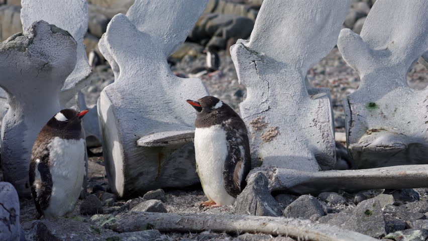 Two Gentoo penguins beside whale skeleton