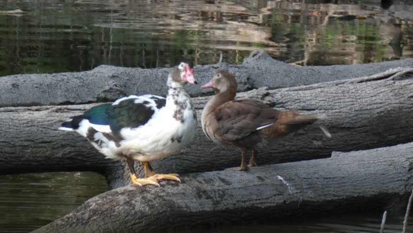 Light and brown domestic ducks preening feathers while standing together on fallen log above pond water, medium shot, natural lighting. Social behavior and waterfowl habitat. Connection and Harmony.
