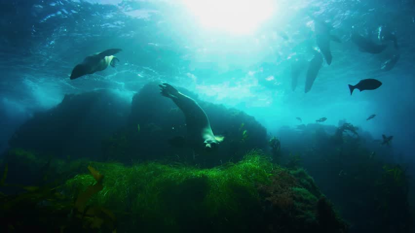 A cinematic low-angle underwater shot capturing playful sea lions gliding gracefully through a sunlit giant kelp forest.