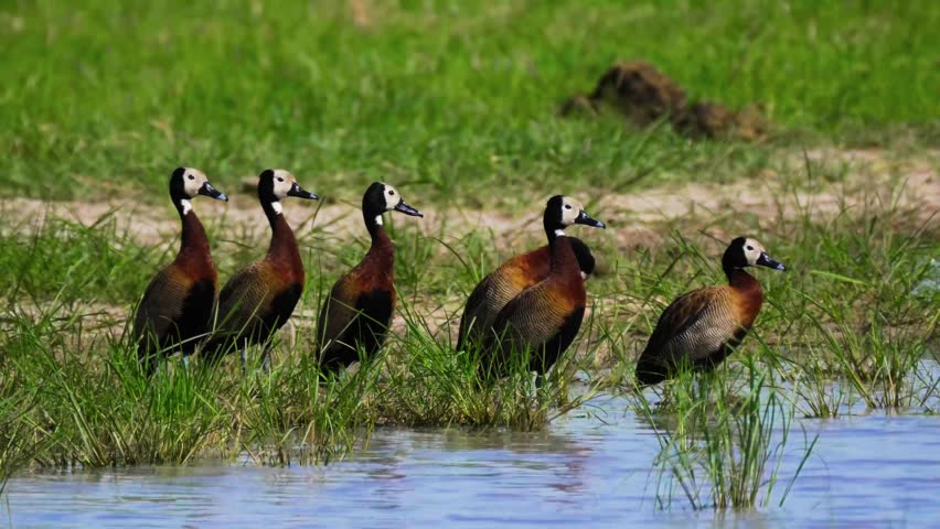 A sharp close-up portrait capturing a group of white-faced whistling ducks gathered along a calm water