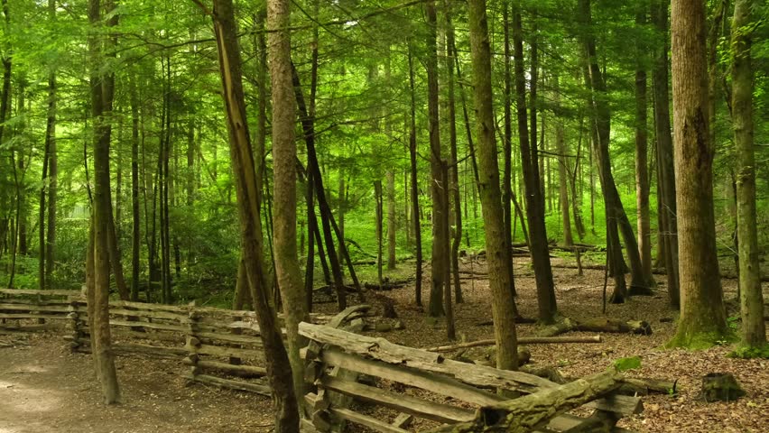 A wooden fence in a park separating a hiking trail from a wild forest