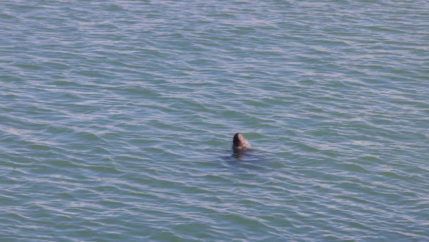 Graceful Harbor Seal (Phoca vitulina) Surveys its Habitat, Head Above Water in Tranquil Ocean Expanse. Ostend, a coastal city in Belgium, Europe.
