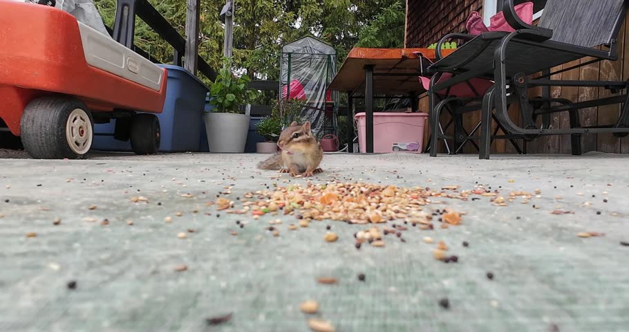 Charming backyard wildlife scene showing a hungry chipmunk eating scattered seeds.