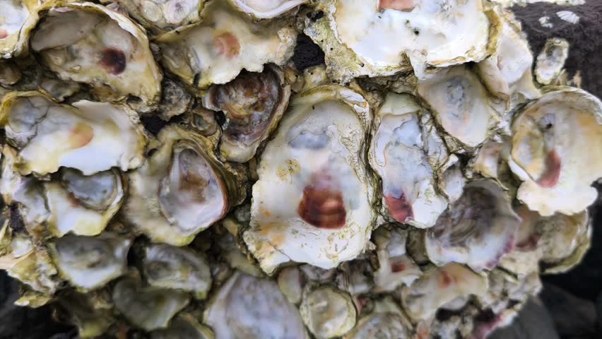 Detailed oyster shell cluster displaying weathered marine textures, natural patterns, coastal surfaces, organic structure, and resilience beautifully.