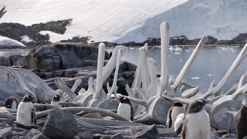Gentoo Penguins Standing Among Large Whale Bones