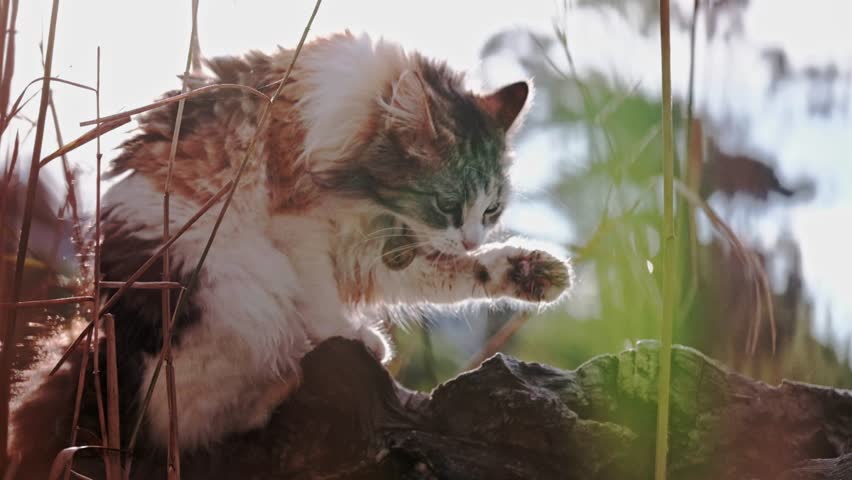 Calico cat licks and cleans dirty and muddy paws while sitting on a log outside in soft warm light