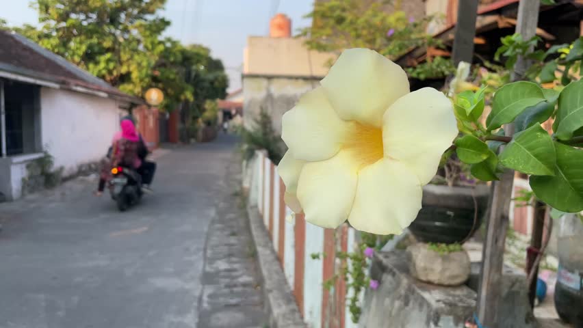 Rocket flowers are blooming and swaying in the wind.